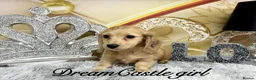 Miniature Dachshund dogs for sale: Ready to leave Kc long coat cream puppies  - Advert 2