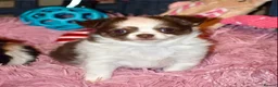 Chihuahua dogs for sale: Beautiful long coat chihuahua puppies - Advert 7