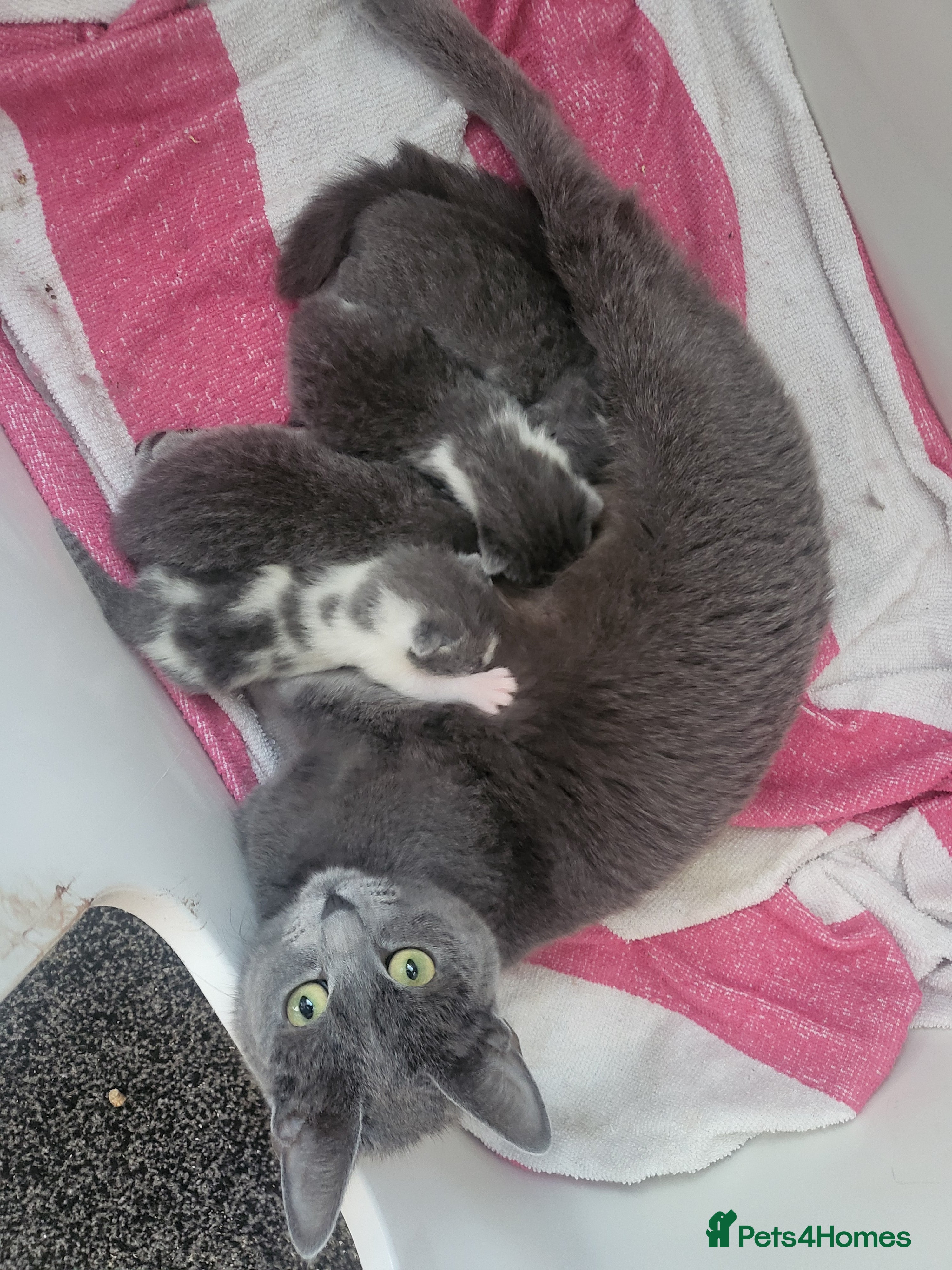 Russian Blue cats Russian blue Cross  - Advert 14