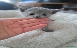 Russian Blue cats for sale: TICA Russian Blue Kittens Pedigree - Image 13
