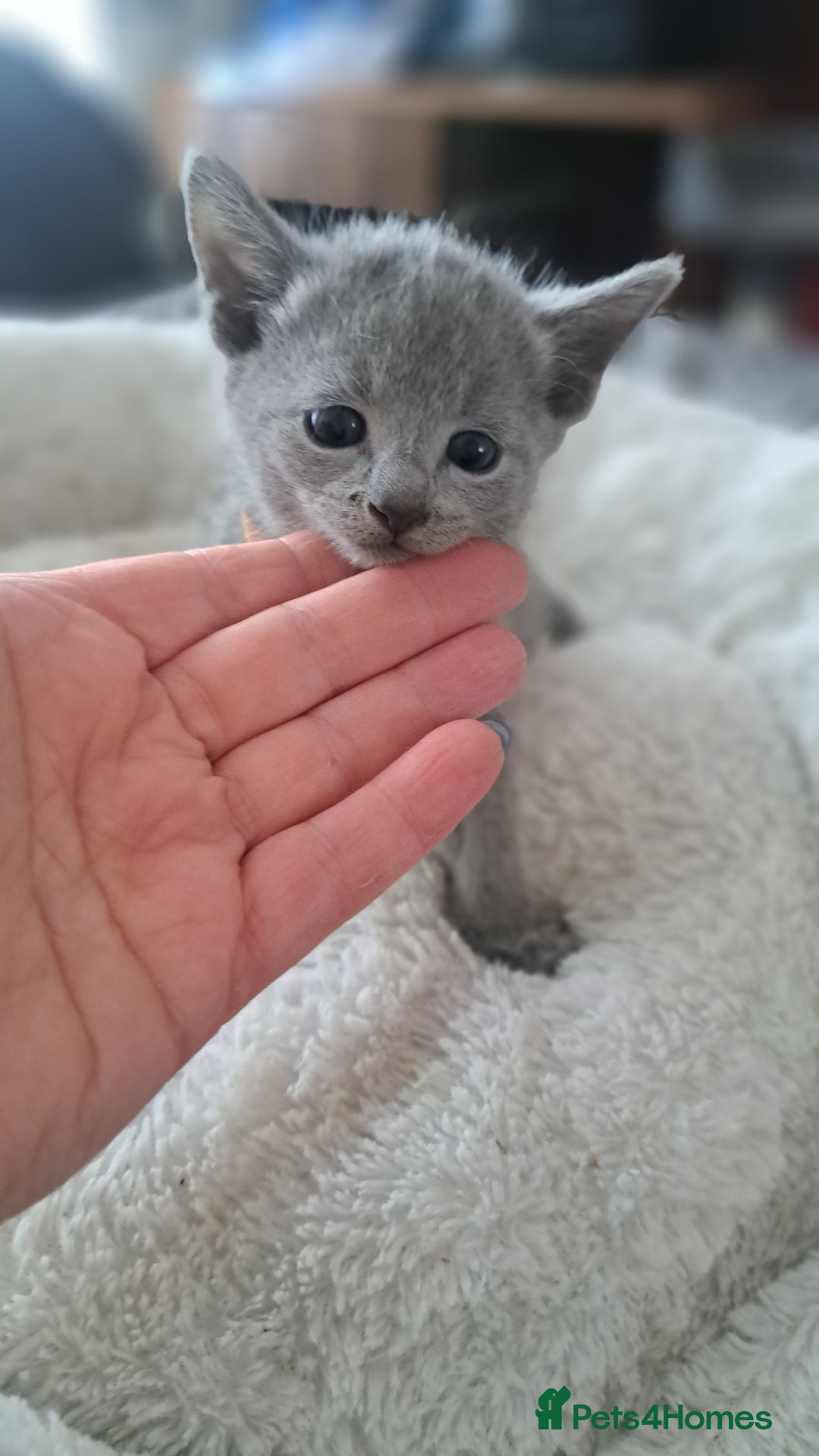 Russian Blue cats for sale: TICA Russian Blue Kittens Pedigree - Image 13