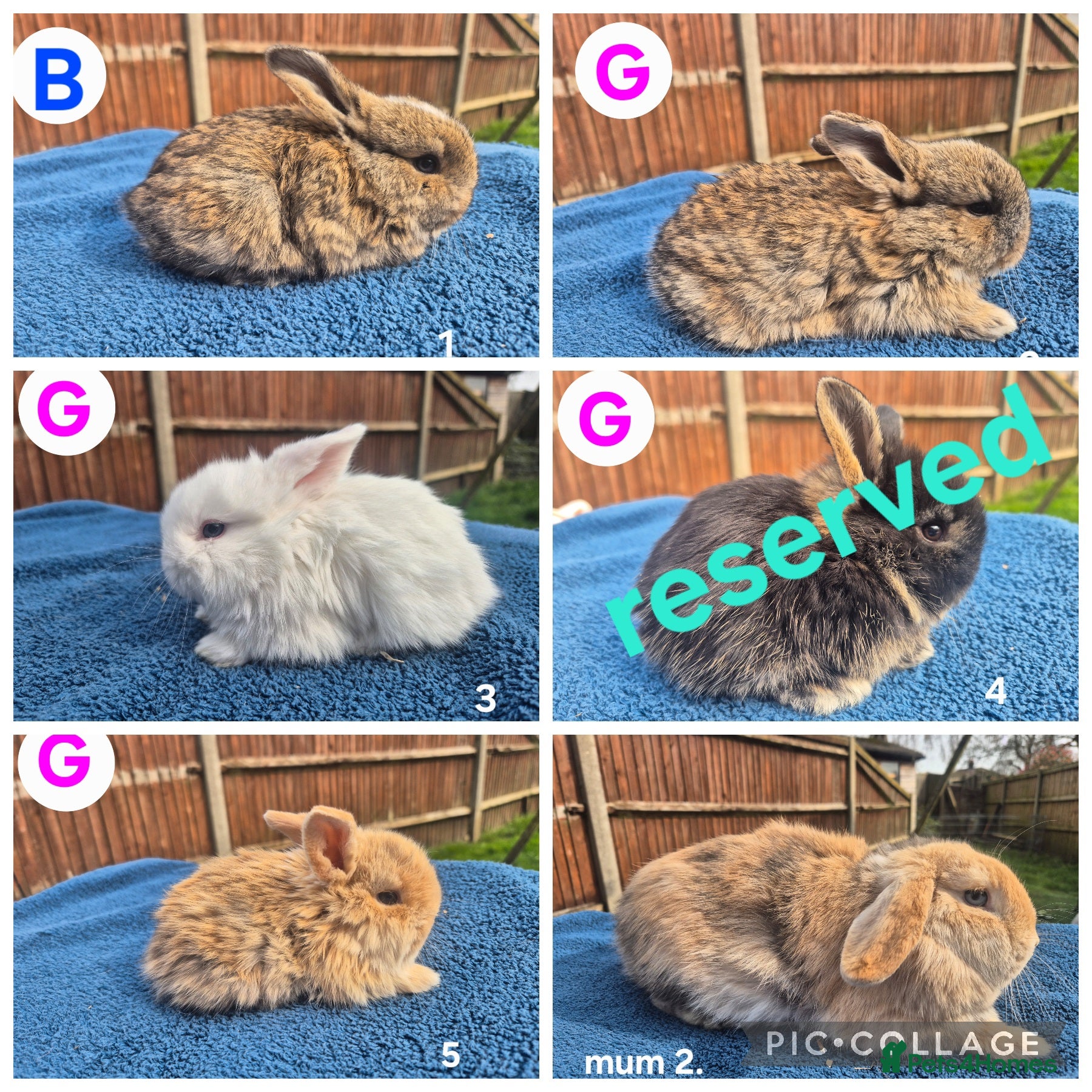 Mini Lop rabbits 3 x litters of gorgeous mini lop babies - Advert 2