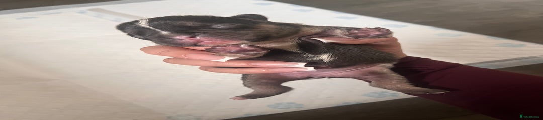 French Bulldog Puppy 1