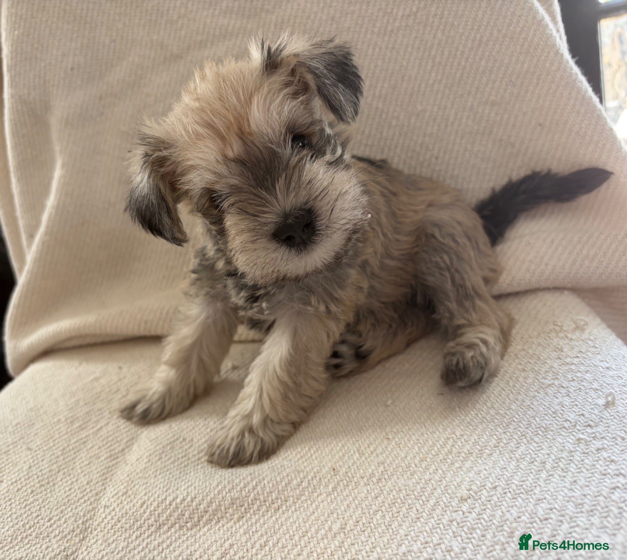 Miniature Schnauzer dogs 6 beautiful mini schnauzer for sale  - Advert 14