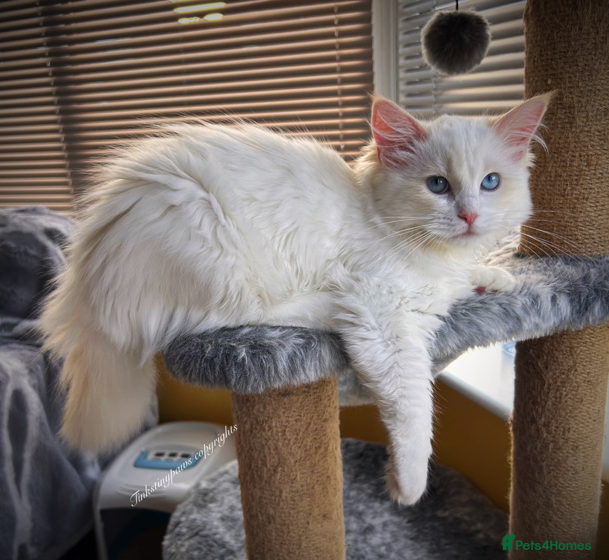 Ragdoll cats RED BICOLOUR FEMALE RAGDOLL  - Advert 18