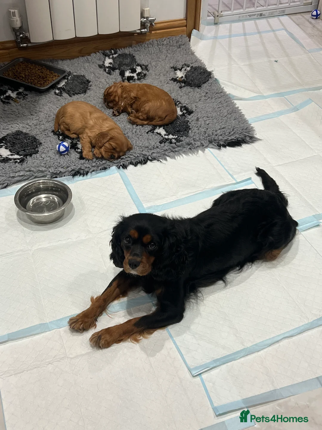 Cavalier King Charles Spaniel dogs for sale: Exceptional KC Reg Health tested cavalier puppies - Advert 2