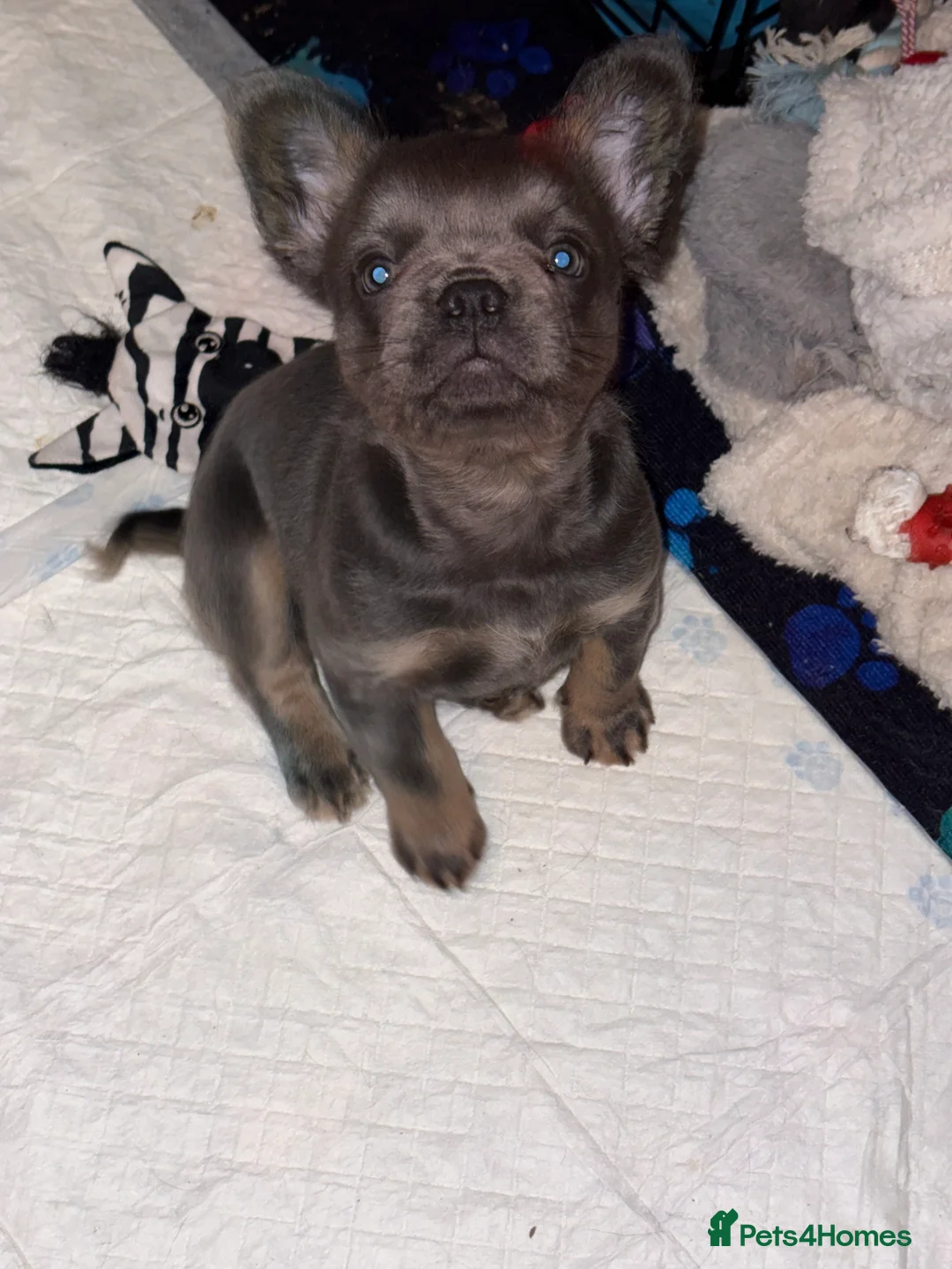 French Bulldog dogs for sale: Male fluffy frenchie - Advert 14