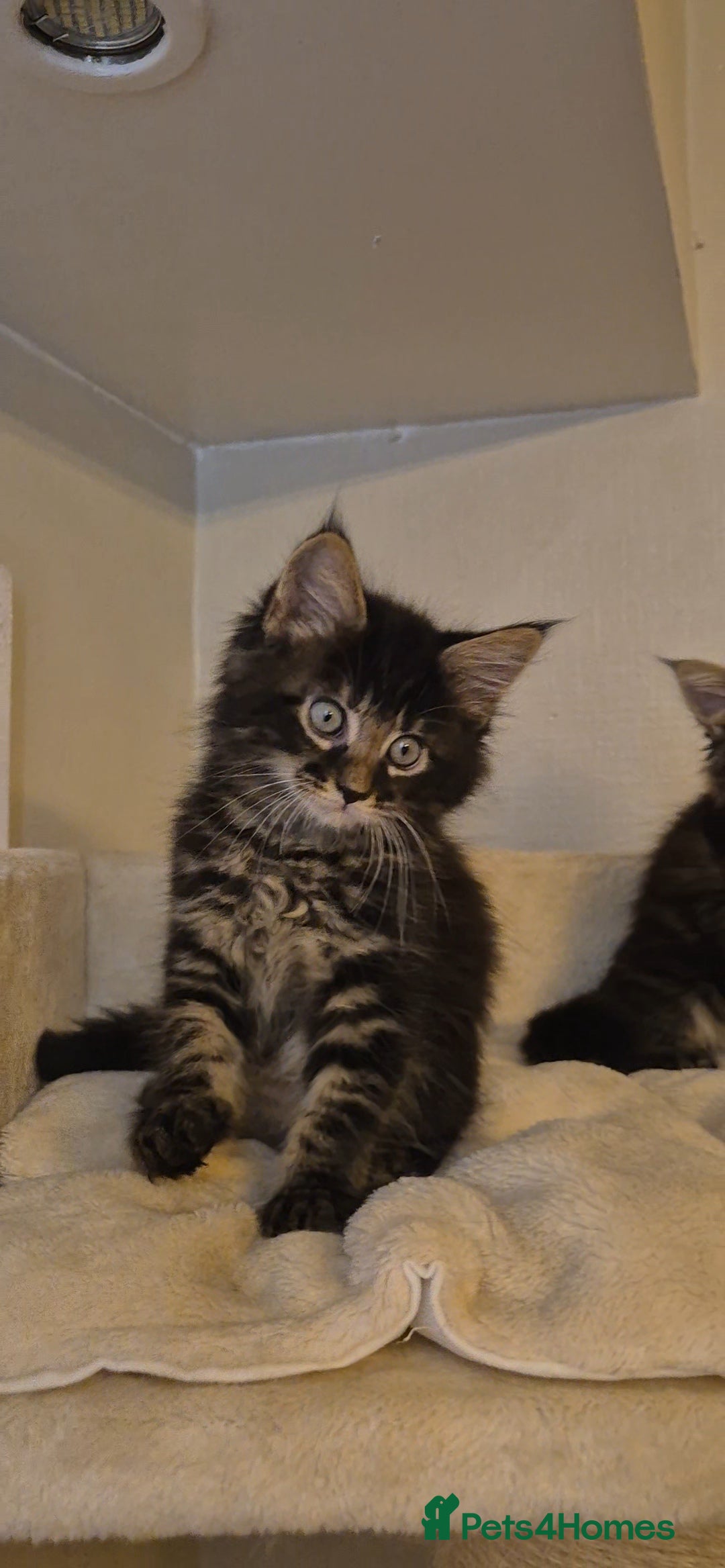Maine Coon cats for sale: Friendly Maine coone mix baby's ready to go  - Advert 15