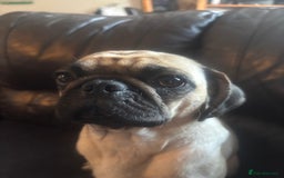Pug dogs for sale: Pug Puppies  - Image 22