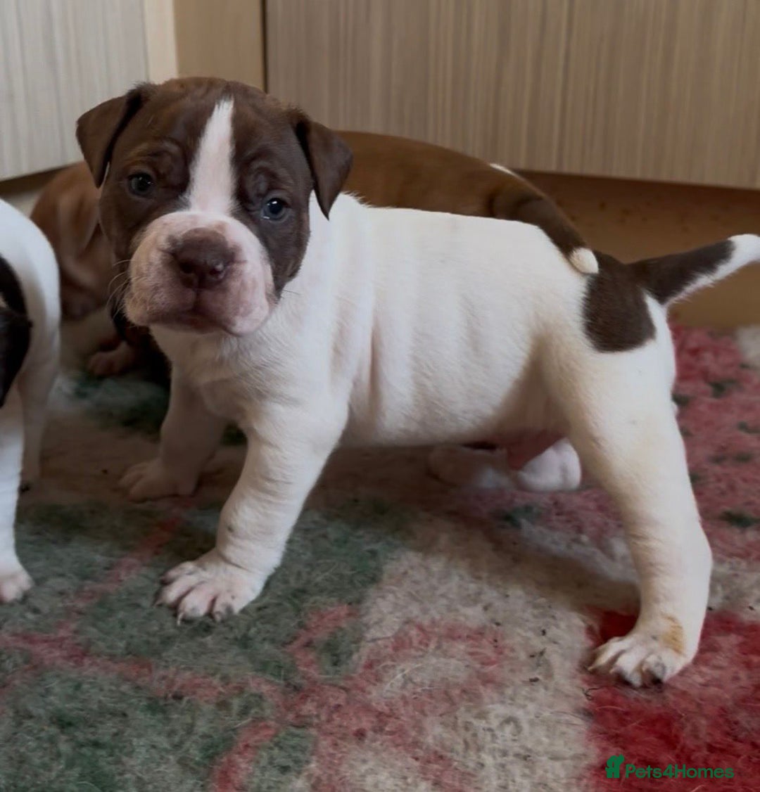 Alapaha Blue Blood Bulldog dogs for sale: TOP QUALITY PURE ALAPAHA BULLDOGS - Advert 30