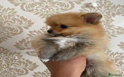 Pomeranian dogs for sale: Beautiful Russian bloodline Pomeranian puppies - Image 30