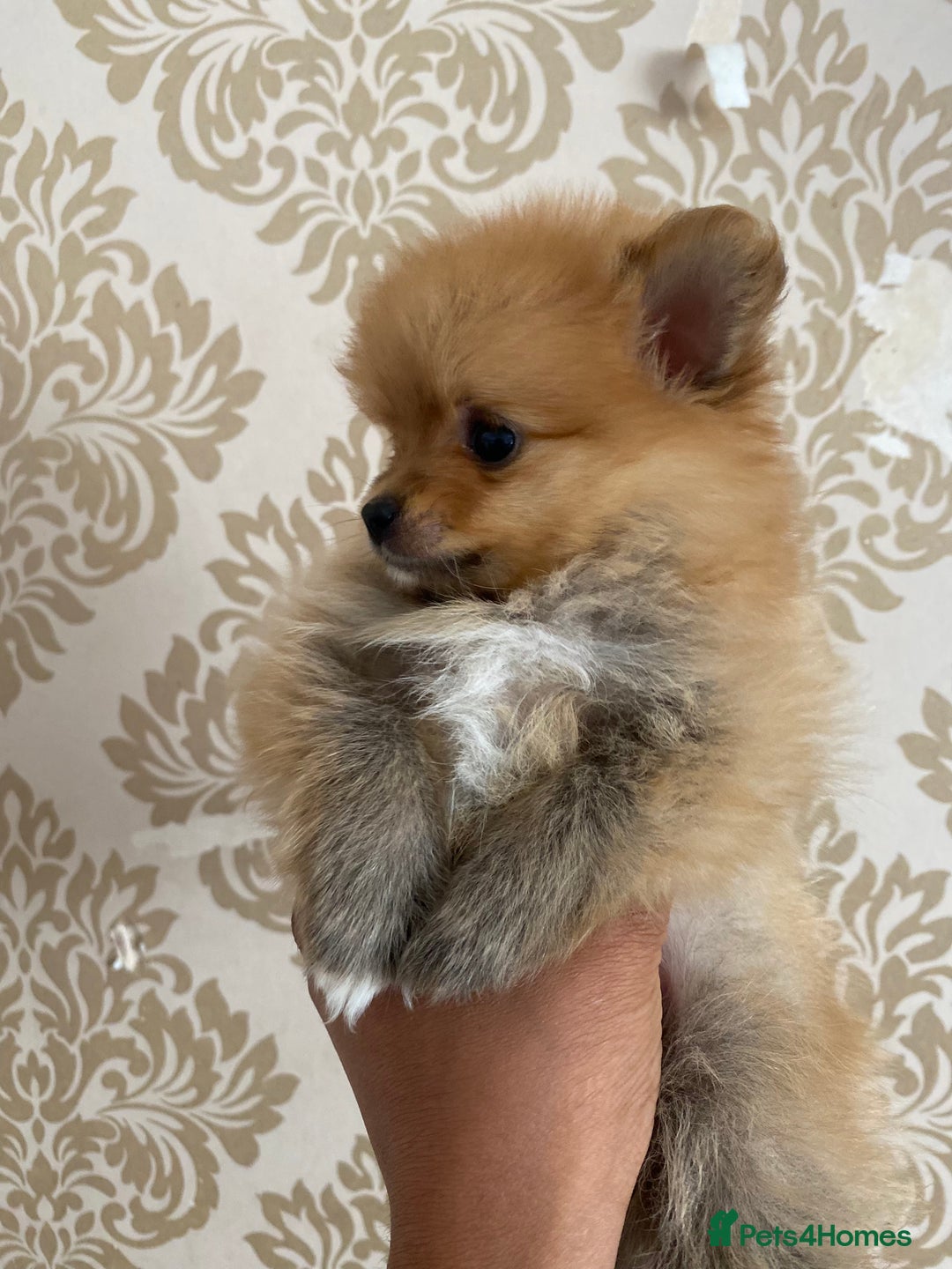 Pomeranian dogs for sale: Beautiful Russian bloodline Pomeranian puppies - Image 30