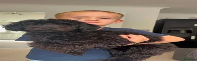 Cockapoo 1