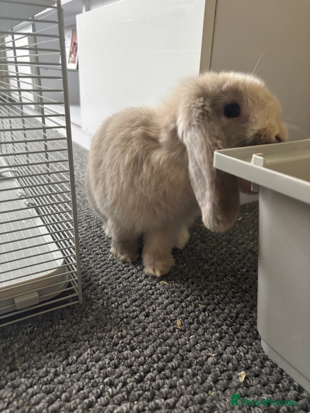 Netherland Dwarf rabbits for sale: Female Netherland Dwalf  - Advert 1