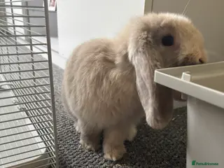 Netherland Dwarf rabbits Female Netherland Dwalf - Advert 1