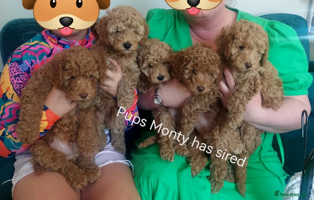 Toy Poodle dogs for stud: ☆Monty - KC Registered TOY POODLE ☆ in Lydney - Advert 25