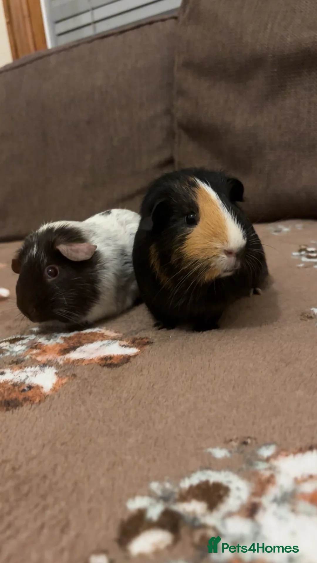 Guinea Pig rodents for sale: 2 Beautiful sows for sale together  - Advert 2