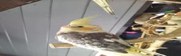 Cockatiels birds for sale: DNA sexed cockatiel hand tame and flight trained - Advert 4
