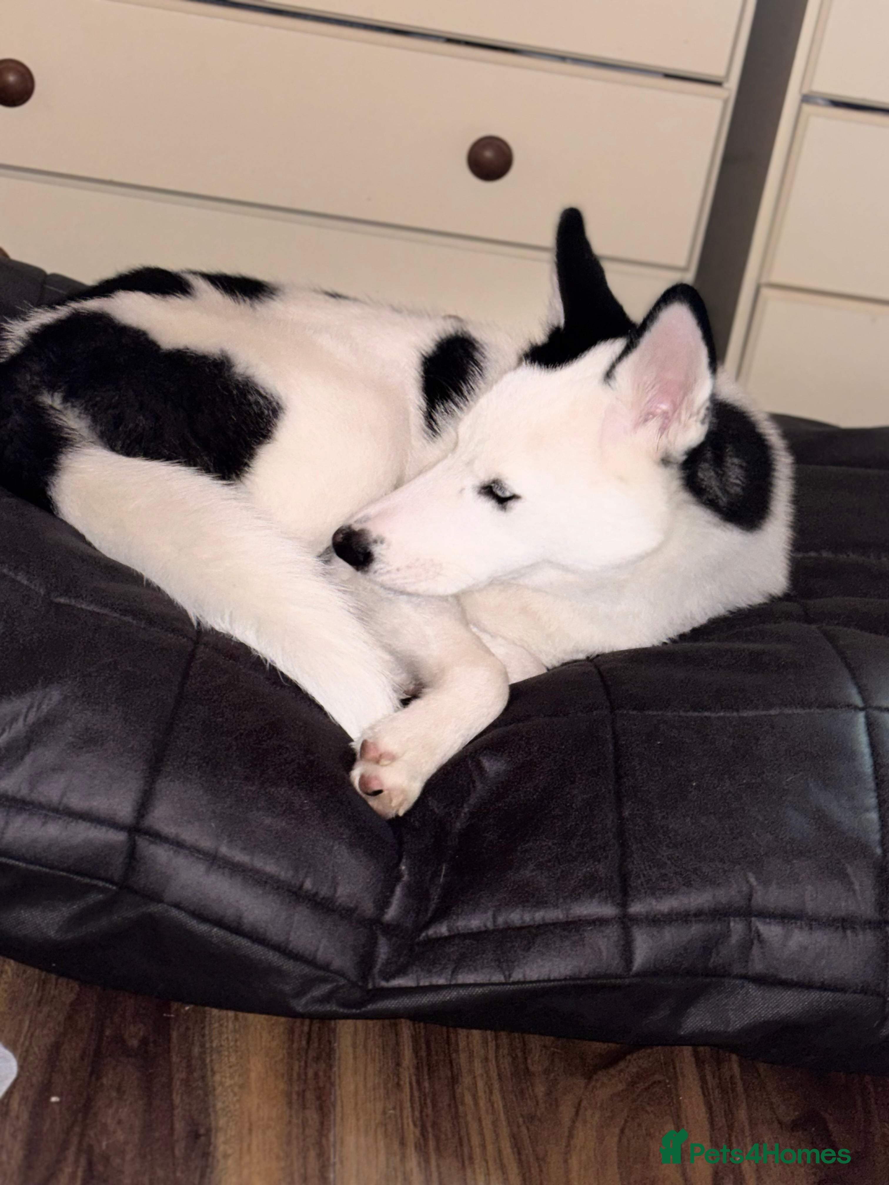 Siberian Husky dogs Bear Siberian husky  - Advert 1