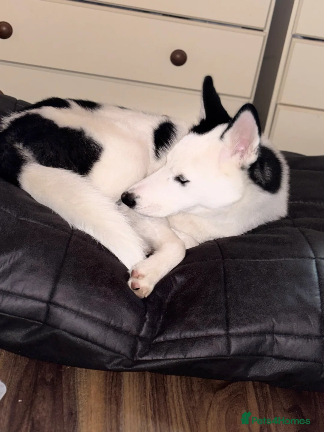 Siberian Husky dogs for sale: Bear Siberian husky  - Advert 1