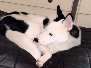 Siberian Husky dogs Bear Siberian husky - Advert 1