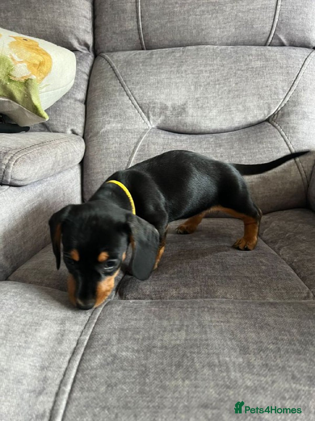 Miniature Dachshund dogs for sale: Cute Miniature Dachshund Puppies - Advert 7