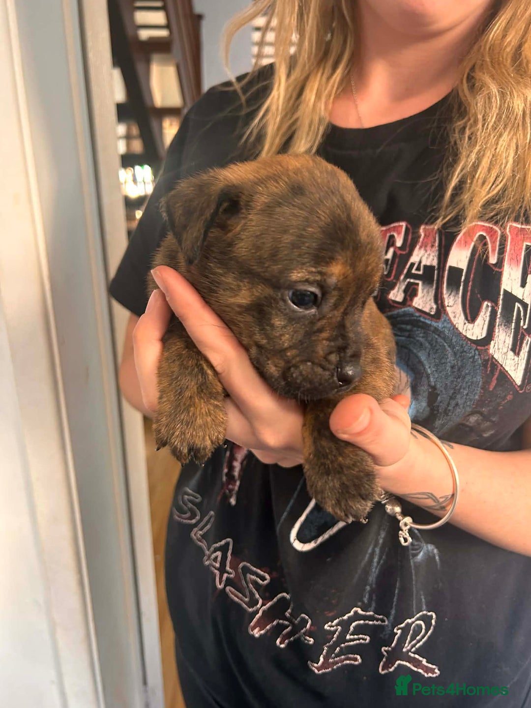 Mixed Breed dogs for sale: Beautiful Rottweiler x bullmastiff puppies - Advert 14