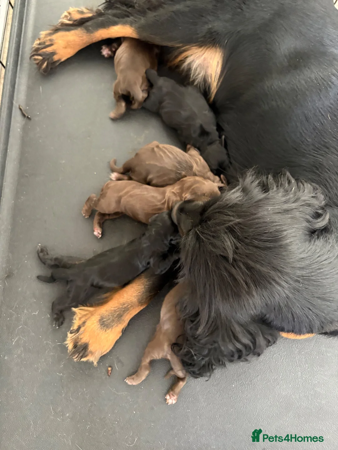 Cocker Spaniel dogs for sale: Beautiful cocker spaniel puppies  - Advert 2