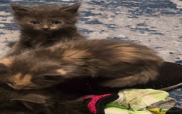 Mixed Breed cats for sale: Mix breed kittens  - Image 9