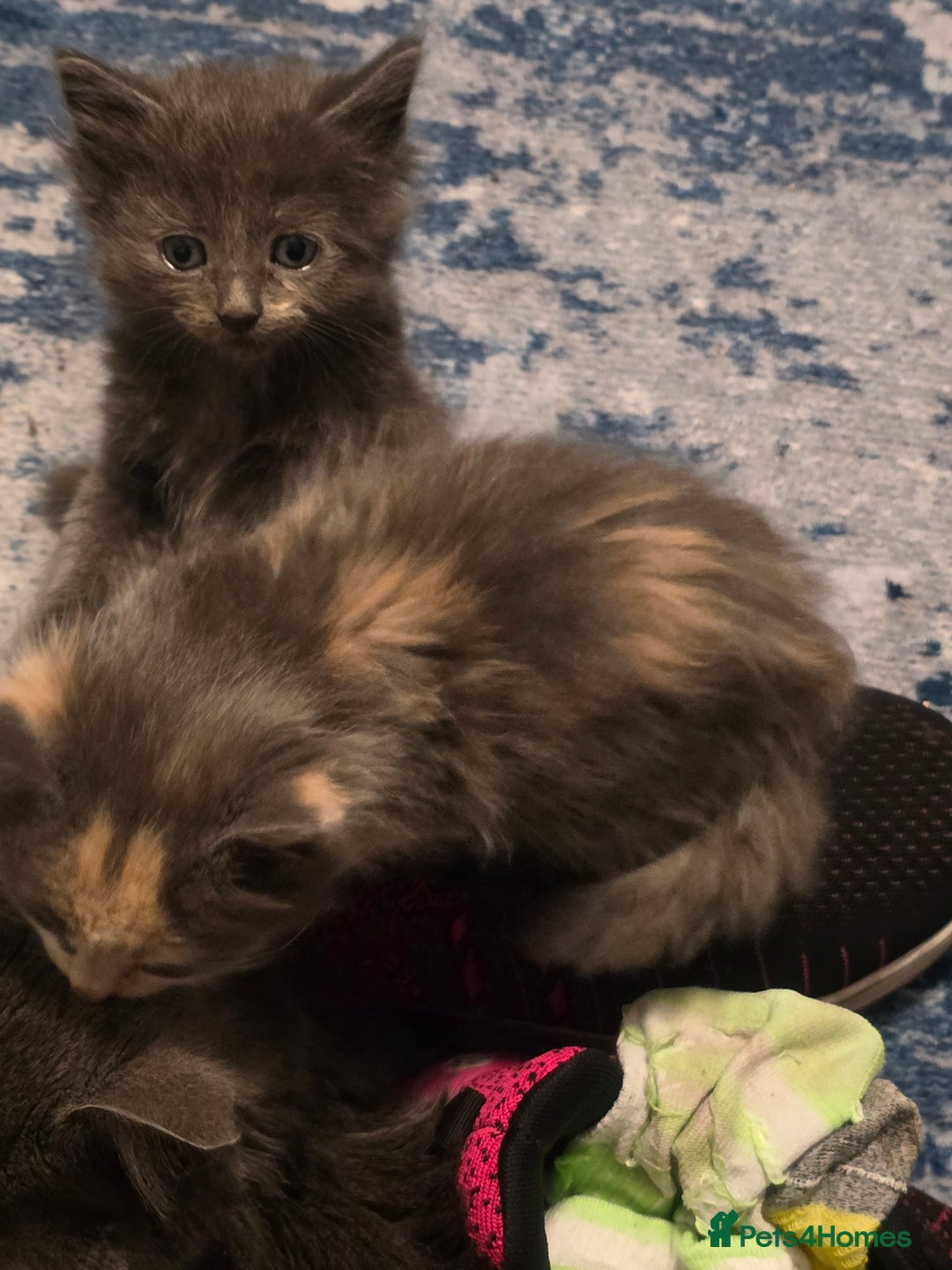 Mixed Breed cats for sale: Mix breed kittens  - Image 9