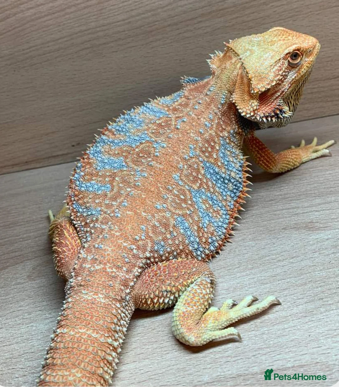 Bearded Dragon reptiles for sale: Red Monster Genetic Stripe Zero Hypo Trans License - Advert 21