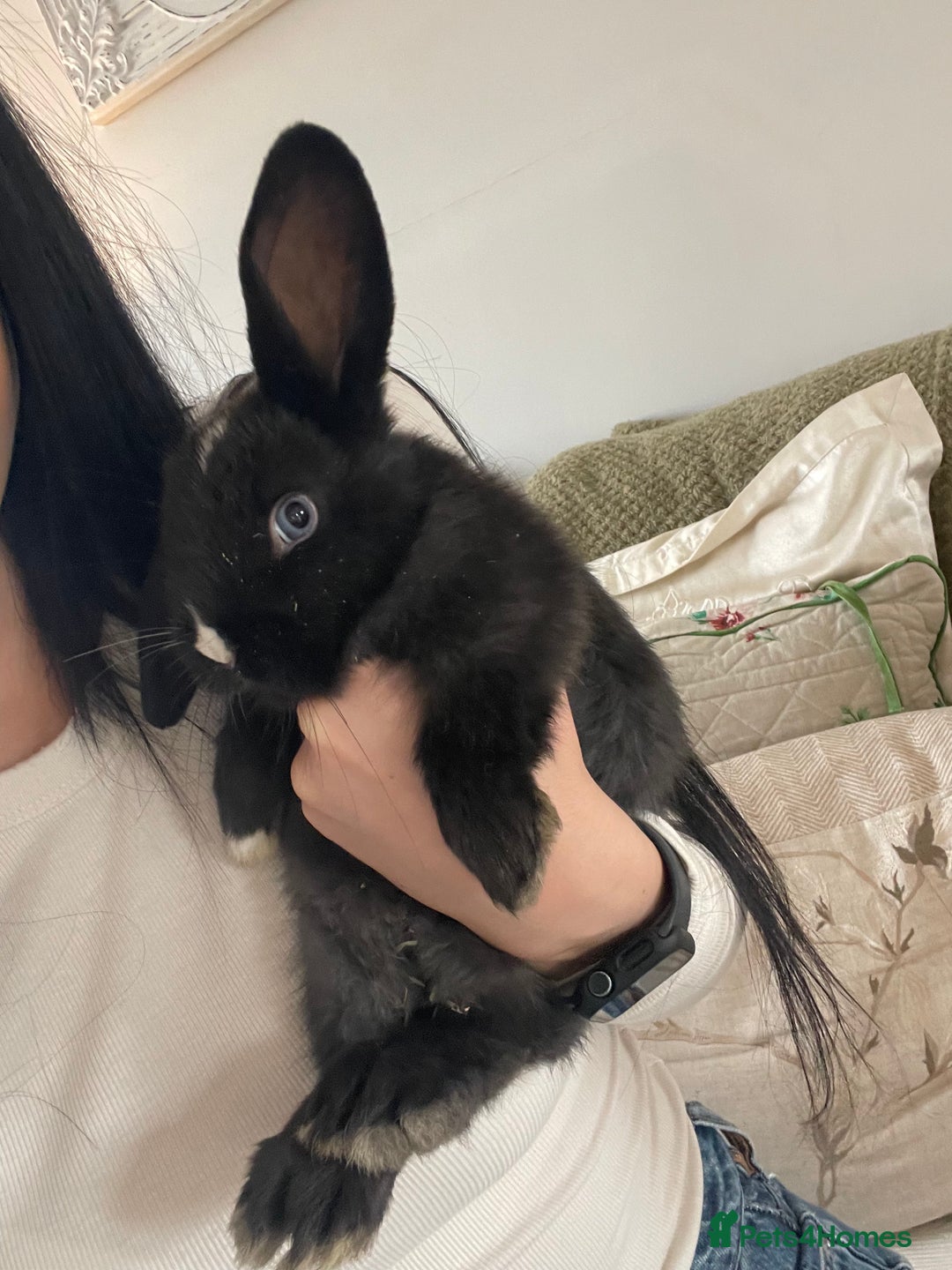 Mini Lop rabbits for sale: Baby Mini Lop rabbits for sale - ready to go!  - Advert 3