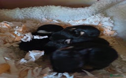 Mixed Breed rabbits for sale: Adorable Baby Bunnies Looking for Loving Homes 🐇 - Image 6