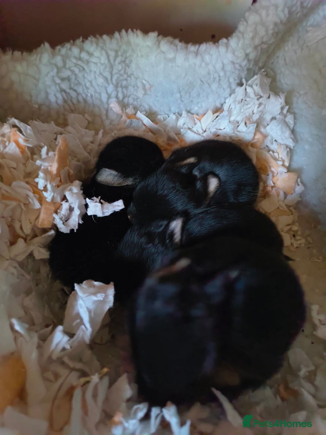 Mixed Breed rabbits for sale: Adorable Baby Bunnies Looking for Loving Homes 🐇 - Image 6