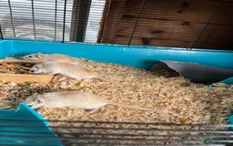 Gerbil rodents for sale: adult & baby gerbils for sale - Image 3