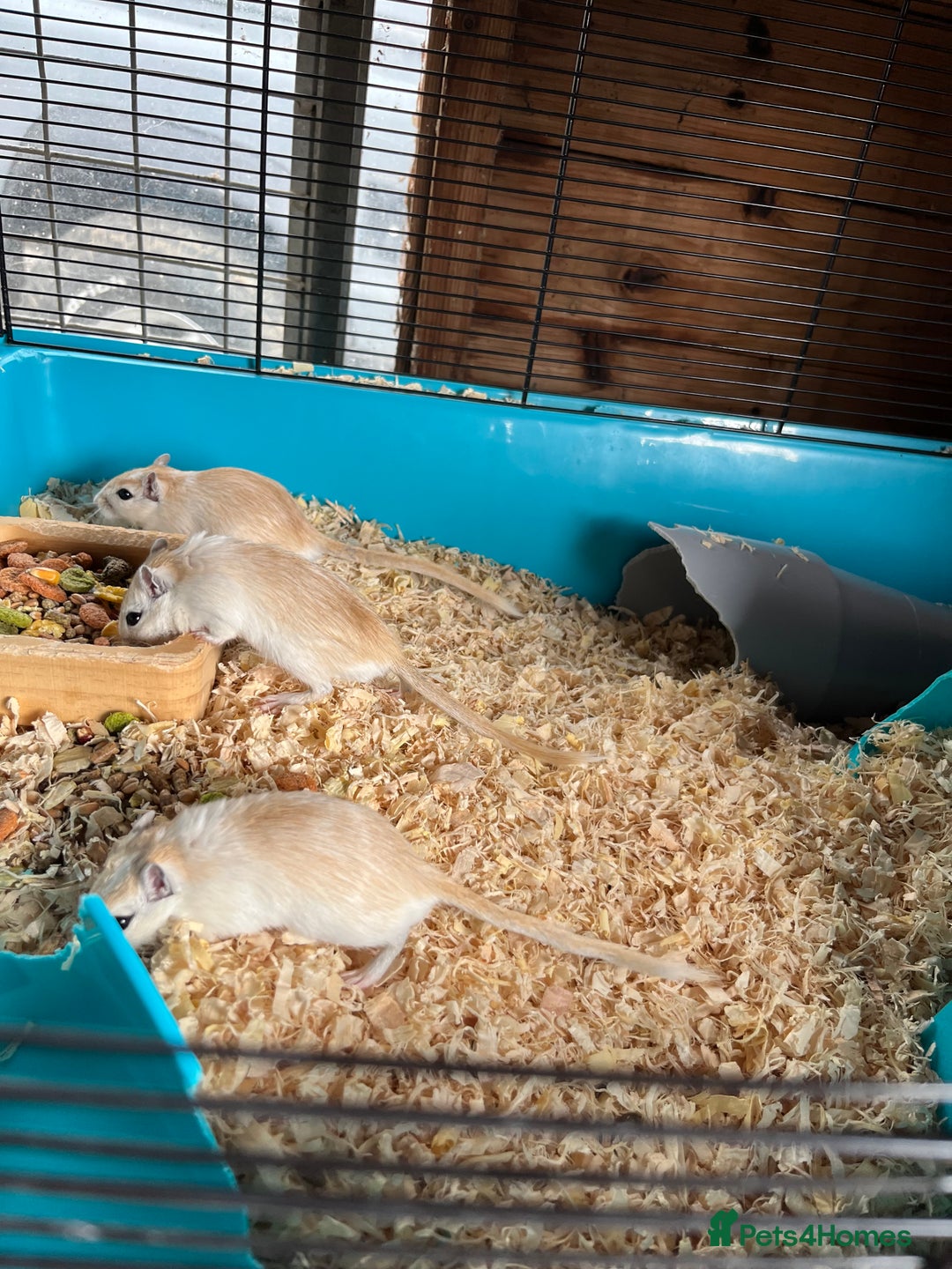 Gerbil rodents for sale: adult & baby gerbils for sale - Image 3