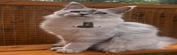Maine Coon cats for sale: TICA Maine Coon stunning female girl black shaded  - Advert 1