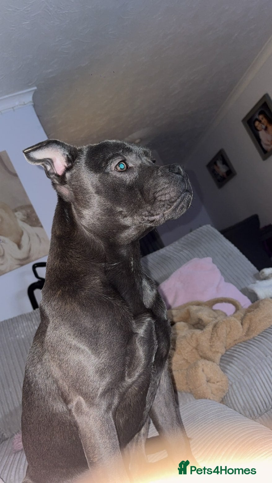 Staffordshire Bull Terrier dogs Staffordshire Bull  - Advert 12