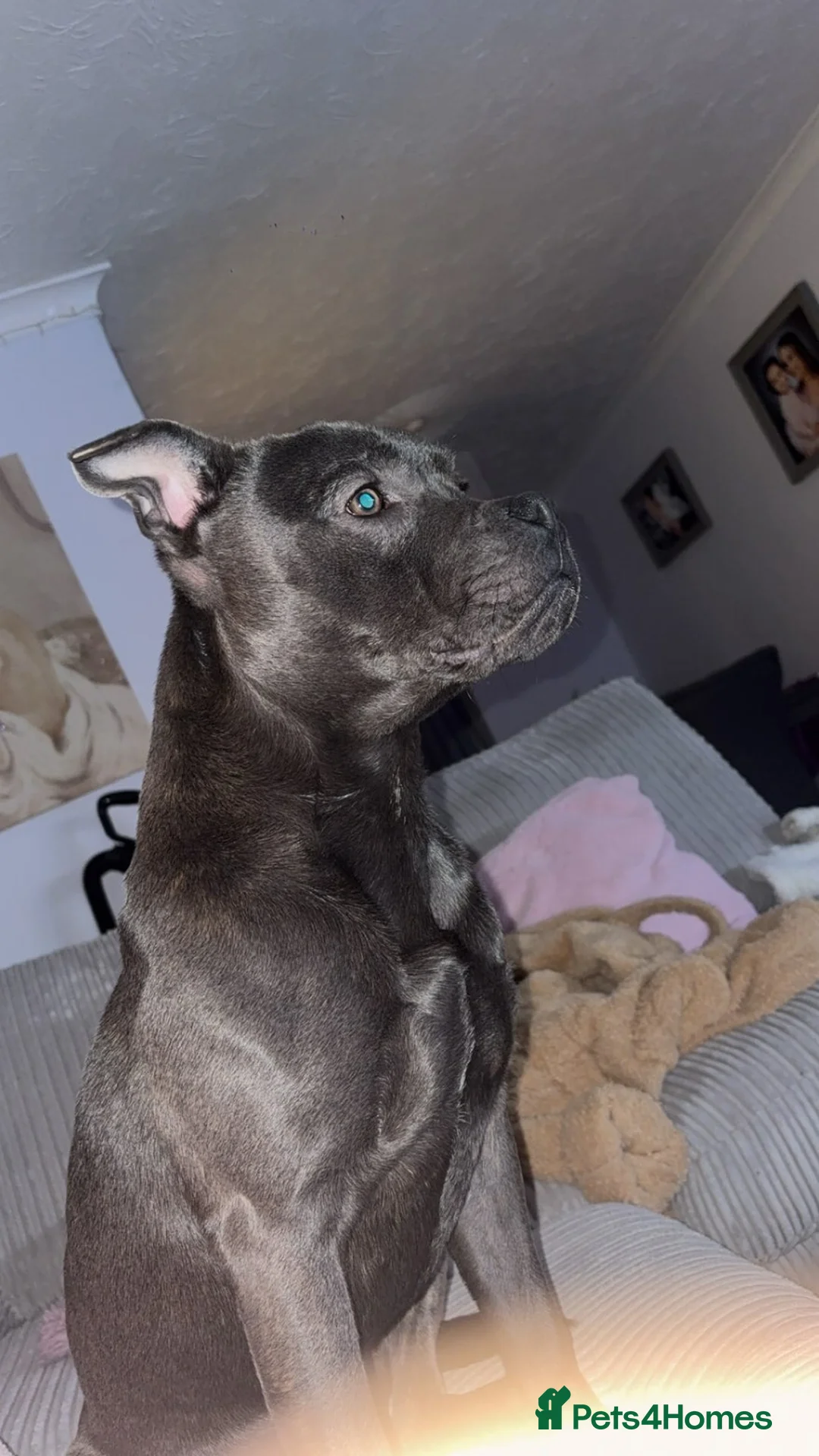 Staffordshire Bull Terrier dogs for sale: Staffordshire Bull  - Advert 1