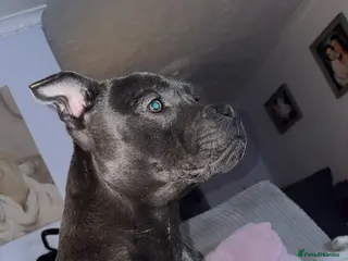 Staffordshire Bull Terrier dogs Staffordshire Bull - Advert 12