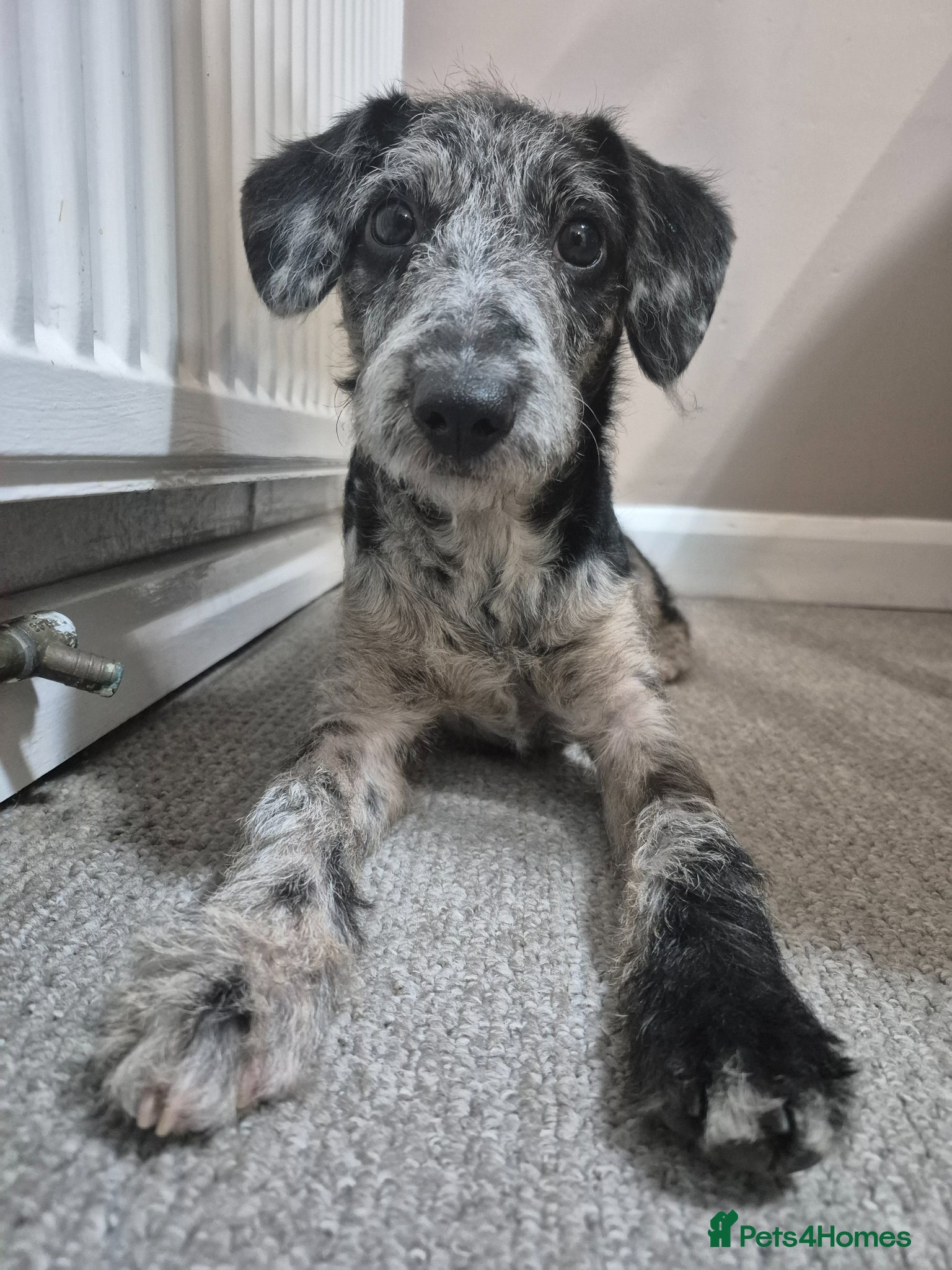 Mixed Breed dogs Male Patterdale x Toy Poodle 18 months. - Advert 1