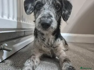 Mixed Breed dogs Male Patterdale x Toy Poodle 18 months. - Advert 1