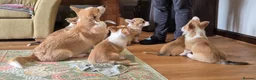 Welsh Corgi Pembroke dogs for sale: KC Registered Welsh Corgi Pembroke puppies in Horsham - Advert 5
