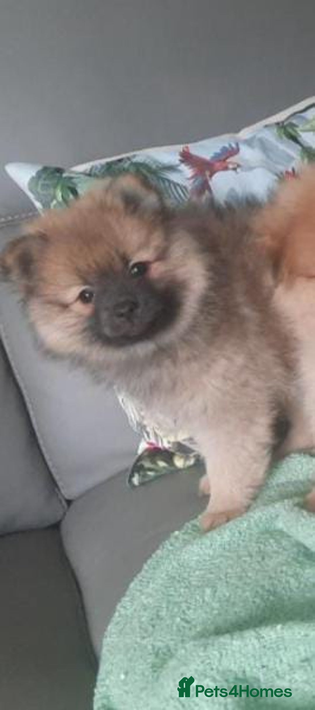 Pomeranian dogs for sale: Miniature Pomeranian puppies - Image 5