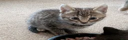 Mixed Breed cats for sale: Gorgeous Bengal X girls in Ellesmere - Advert 7