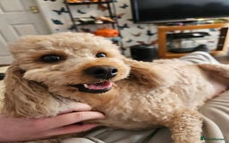 Miniature Poodle dogs for sale: Beautiful Health Tested Poodles - Advert 24