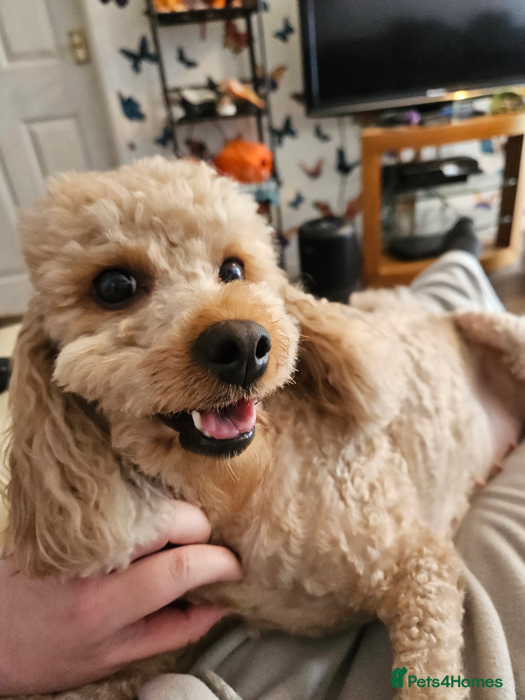 Miniature Poodle dogs for sale: Beautiful Health Tested Poodles - Advert 24