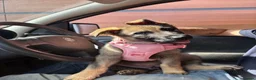 German Shepherd dogs for sale: KC registered German Shepard Female - Advert 6
