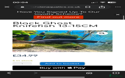 Cichlids fish for sale: 420l tank set up, loads of tropical fish - Image 4