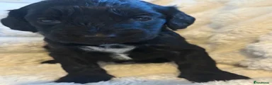 Cockapoo 8